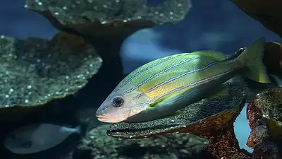 Polska armia: siła, wyposażenie i rola w Europie