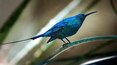 Faktura pro forma – co to jest i kiedy ją wystawić?