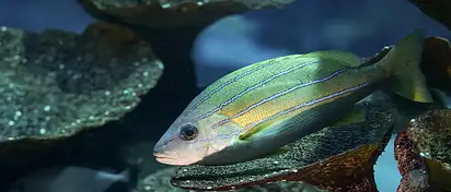 Polska armia: realna siła w Europie?