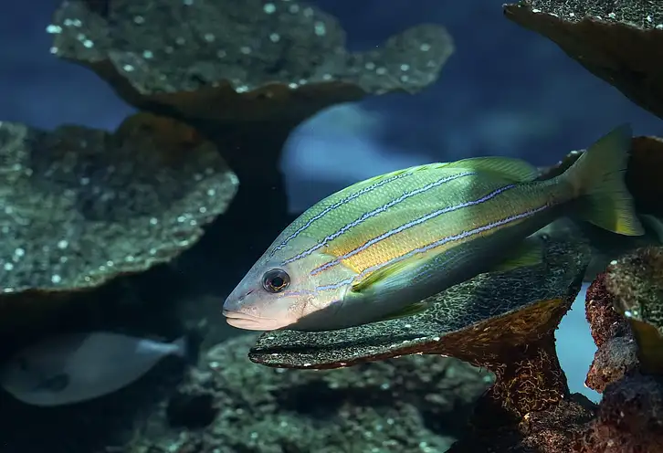 Polska armia: realna siła w Europie?