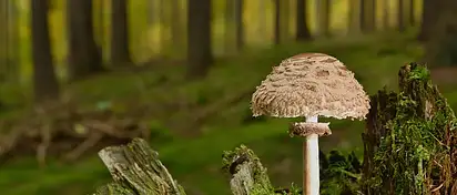 W co inwestować: Kryptowaluty, NFT, metawersum