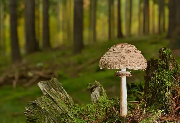 W co inwestować: Kryptowaluty, NFT, metawersum