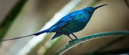 Faktura pro forma – kiedy wystawić i co zawiera?